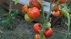 Лучшие сорта томатов для засолки и маринования