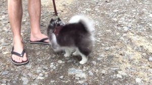 ПОМСКИ/ПОМЕСЬ ХАСКИ И ШПИЦА/POMSKY