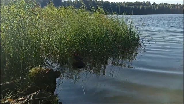 Отдохнуть Душой на озере Светлояр