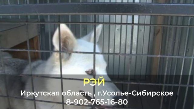 Пропала собака ! РЭЙ , Иркутская область , г. Усолье-Сибирское