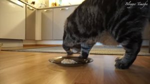 смешная реклама корма фелекс