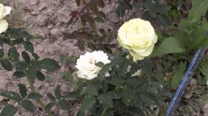 японские розы однозначное ДА в наших садах, питомник роз полины козловой rozarium.biz