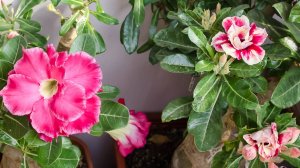 Адениумы на балконе, цветение,  центр, нижняя полка, июнь 2019
