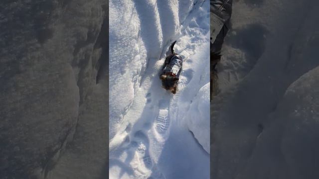 йоркширский терьер.Минутные прогулки . смотреть онлайн