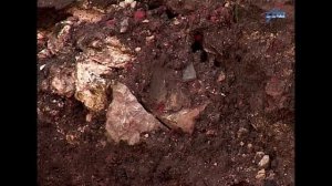 КАЛУГА/раскопки в Гостиных Рядах/СКАЗОЧНЫЙ ЛЕС