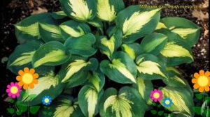 Хоста гибридная Святой Павел. Краткий обзор, описание характеристик hosta hybrida Saint Paul