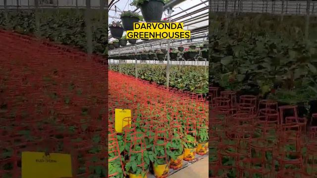 #greenhouse #alberta #canada #plants #annuals #perennial #hangingplant #planter #plantsofinstagram