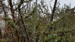 сливовый сад зацвёл