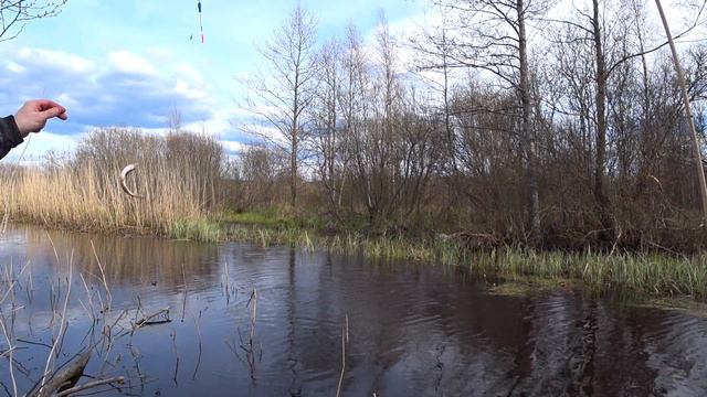 Рыбалка на малой речке с прикормкой. Плотва и красноперка! Fishing on a small river with bait.