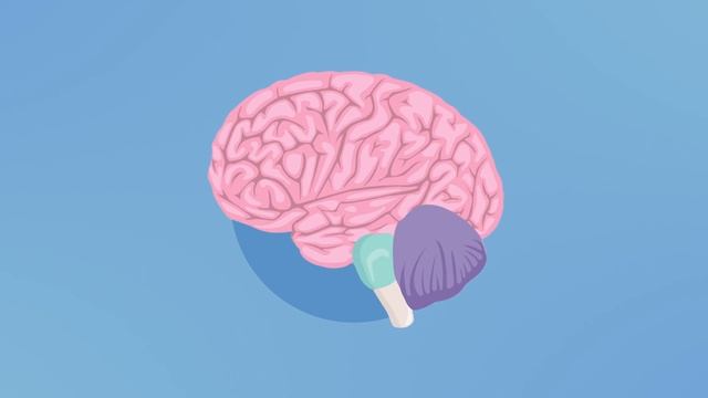 Как устроен головной мозг