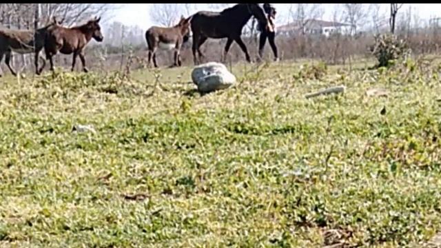 ЖЕРЕБЕЦ, ОСЛЫ И МУЛ вот тебе и весна опять др@ка в табуне смотреть онлайн