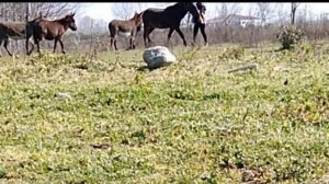ЖЕРЕБЕЦ, ОСЛЫ И МУЛ  вот тебе и весна опять др@ка в табуне