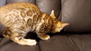 Бенгальская кошка, котики и котята, порода бенгал