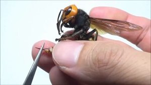 Vespa mandarinia