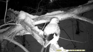 Куница, сойка и полевка на фотоловушку HC900A