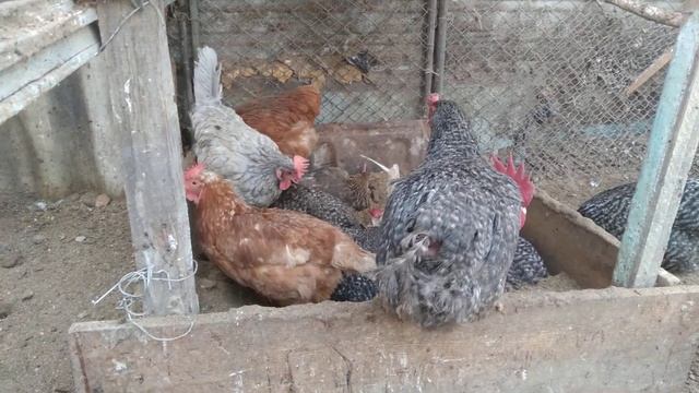 куры принемают песочную ванну смотреть онлайн