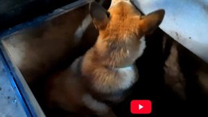 Поездка в лес на вездеходе Газ 73 гтму закончилась печально