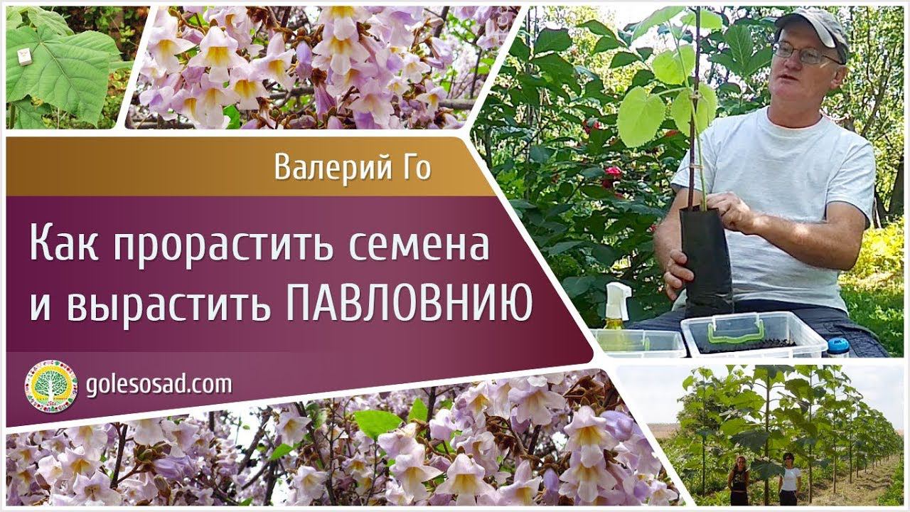 КАК ВЫРАСТИТЬ ПАВЛОВНИЮ!