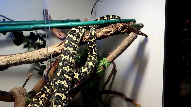 Rest Time For Your Big And Little Snakes (Carpet Pythons) смотреть онлайн