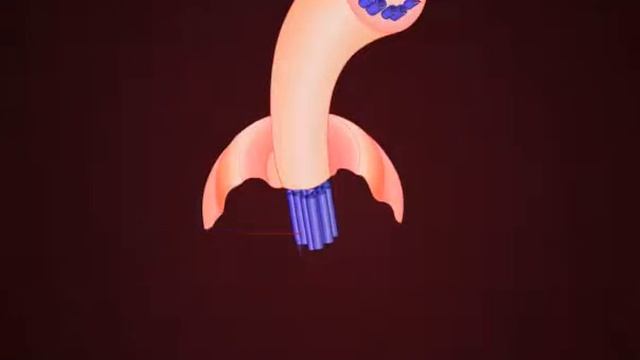 Cilia and Flagella смотреть онлайн