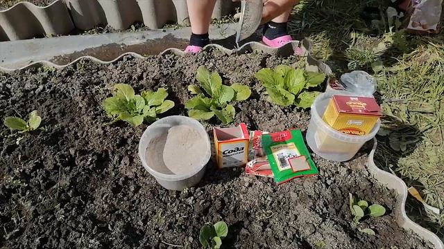 🥦МЕТОДЫ БОРЬБЫ С ВРЕДИТЕЛЯМИ НА КАПУСТЕ.🥦