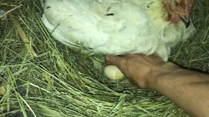 Вывод цыплят Брама / Новая порода в Хозяйстве / Заготовка Сена / Домашняя продукция самая лучшая