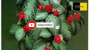 Episcia or Flame Violet Plant care and propagation malayalam sunlight potting and watering #howtogr