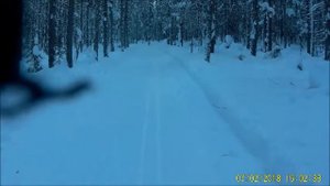 Курцхаар Кайсар - прогулка зимой на лыжне