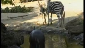 Базель Лозанна Швейцария Путешествия натуралиста