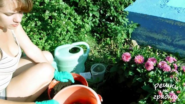 Гортензия в нашем саду || Сажаем Ваниллу Фрейз смотреть онлайн