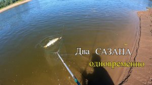 Поймал два САЗАНЧИКА одновременно