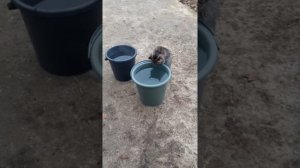 Забой свиньи,попали в легкие