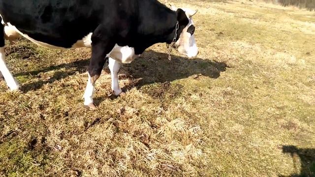 У коровы нет ОХОТЫ, ждать больше нельзя...Ставим Эстрофан. смотреть онлайн