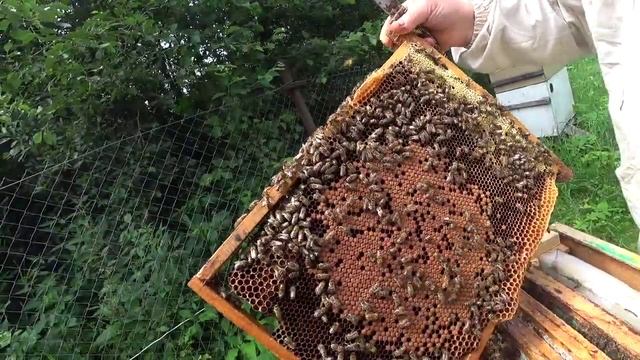 Развитие отводка с маткой, которая была заключена в клетку на 10 дней. Пасека Лаврова. смотреть онлайн