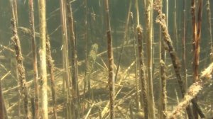 ЖАРЁХА. ЛЕТО. ОТДЫХ НА ПРИРОДЕ. Шкиль Игорь