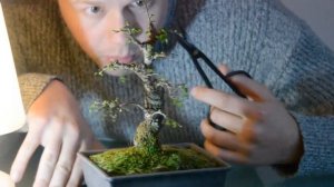Формирование новых веток у Бонсай весной! Secrets of Bonsai Pruning for Spring