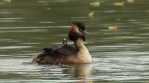 Дикая природа Германии Эльба_ От Исполиновых гор до Саксонской Швейцарии