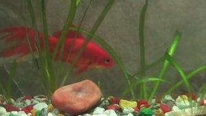 Золотая рыбка Комета