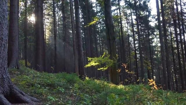Все ваши заботы исчезнут, если вы послушаете эту музыку🌿 Расслабляющая музыка успокаивает нервы #25
