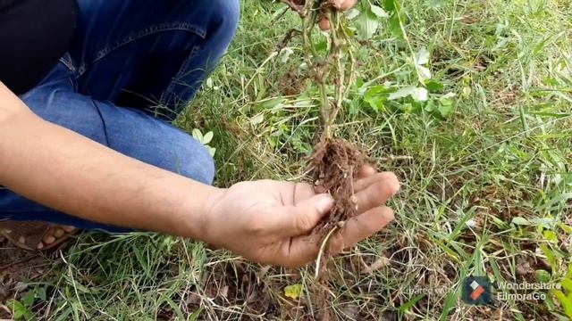 Cleistogamous flowers#Commelina#Autogamy# смотреть онлайн