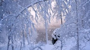 Футаж зима в лесу Потрясающе красивый зимний футаж HD