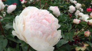 Peony La Lorraine - www.peonyshop.com