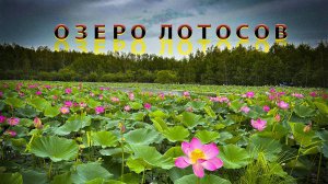 Озеро лотосов тульский