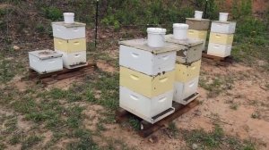 Отбор отводков, сделанных с помощью перегородки с двойной решеткой (Боб Бинни, США)