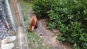 Зоопарк в Центральном парке Нью-Йорка. Стоит ли идти?