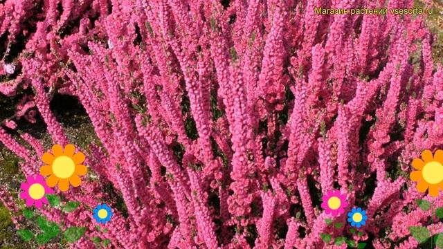 Вереск обыкновенный Джана. Краткий обзор, описание характеристик calluna vulgaris Jana смотреть онлайн