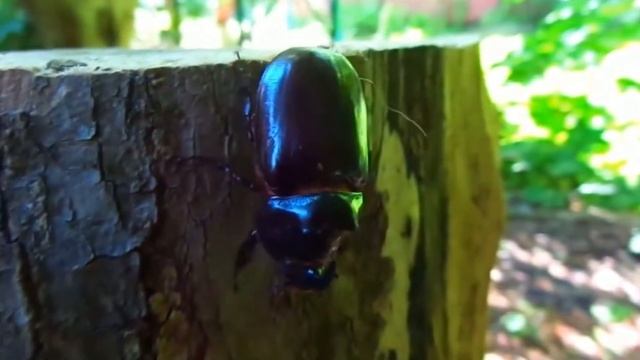 Жук носорог - интересные факты смотреть онлайн