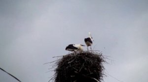 Молодые аисты отнимают друг у друга остатки корма