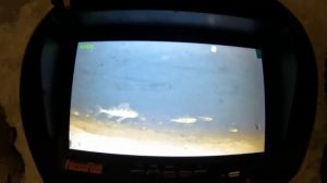 Проверка перемета. Возвращение налима.