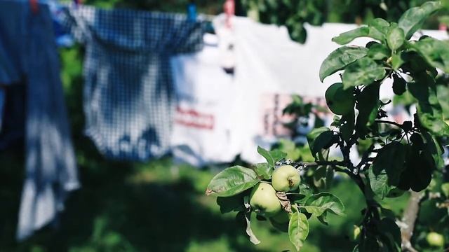 Стихотворение ДАЧА [1941 г.] В.Э. Багрицкий смотреть онлайн